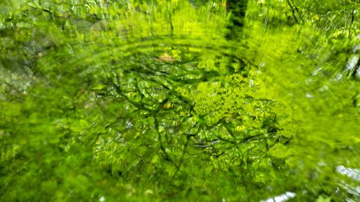 緑を反射した池の波紋