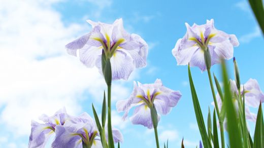 あいりすの想いと沿革イメージ画像