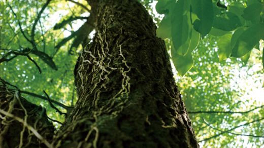 基本理念と3つの約束イメージ画像