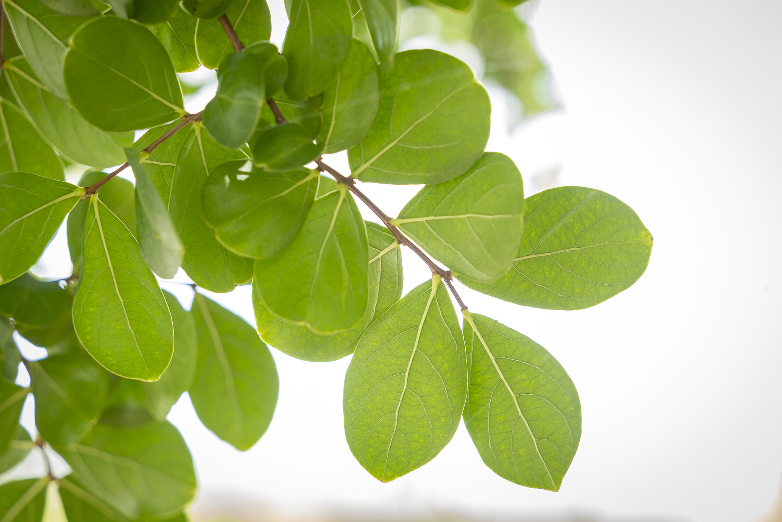 保護者の皆様との連携のイメージ画像のPCの版。