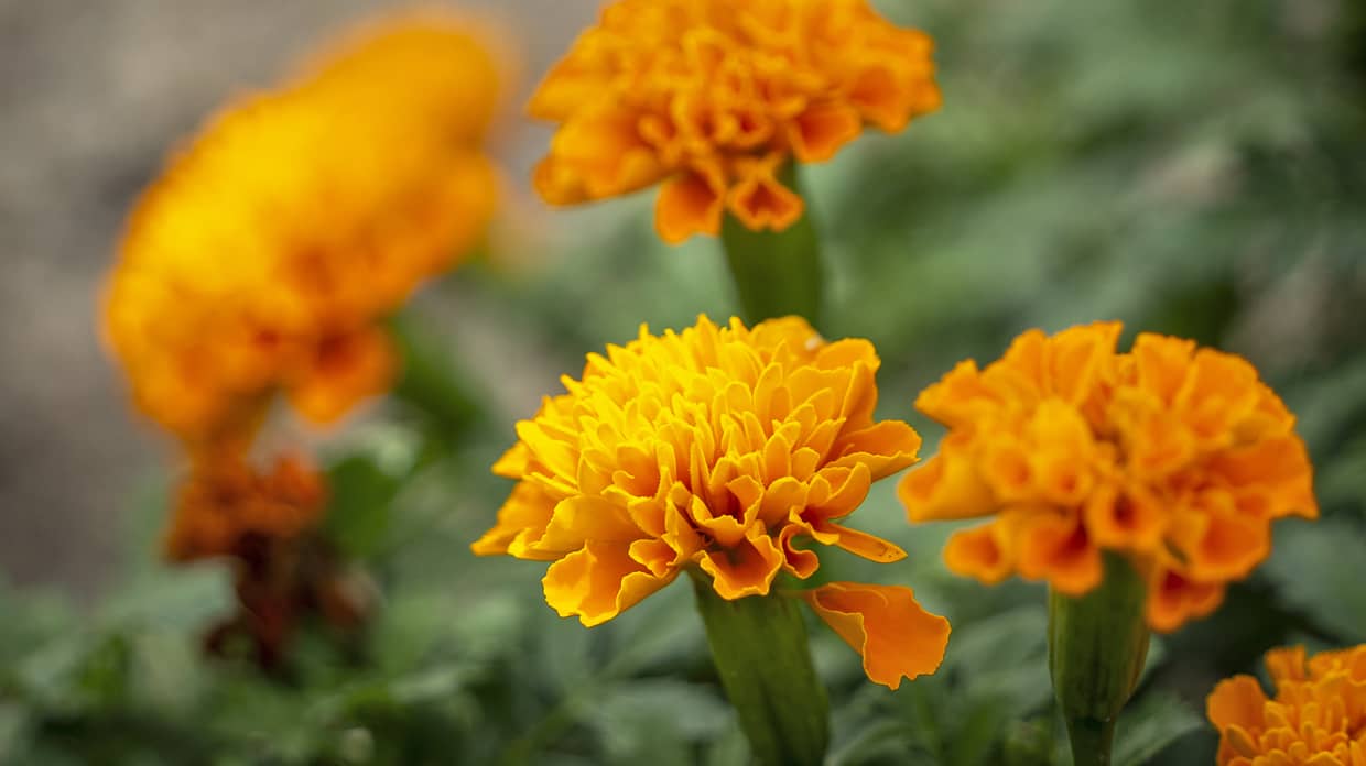 重要事項説明書・料金表イメージ画像