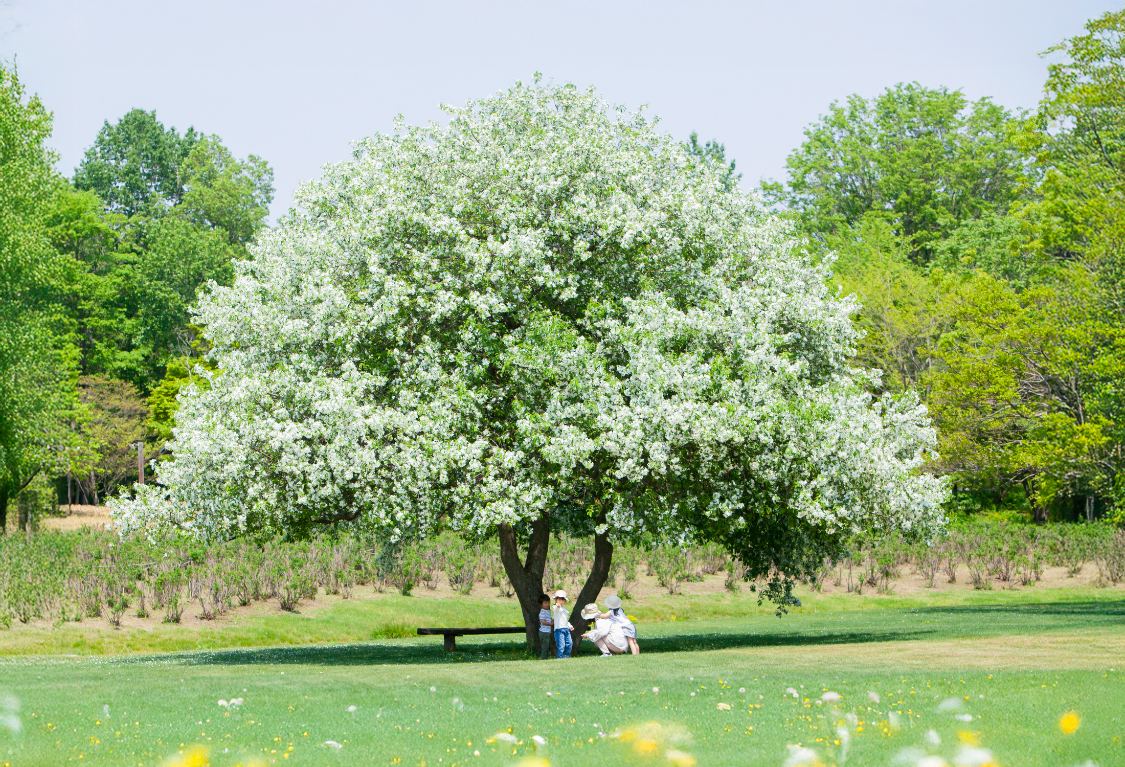 出会いのたね、信頼の根っこ、安心の森のイメージ画像、PC画像